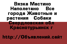 Вязка Мастино Наполетано  - Все города Животные и растения » Собаки   . Свердловская обл.,Краснотурьинск г.